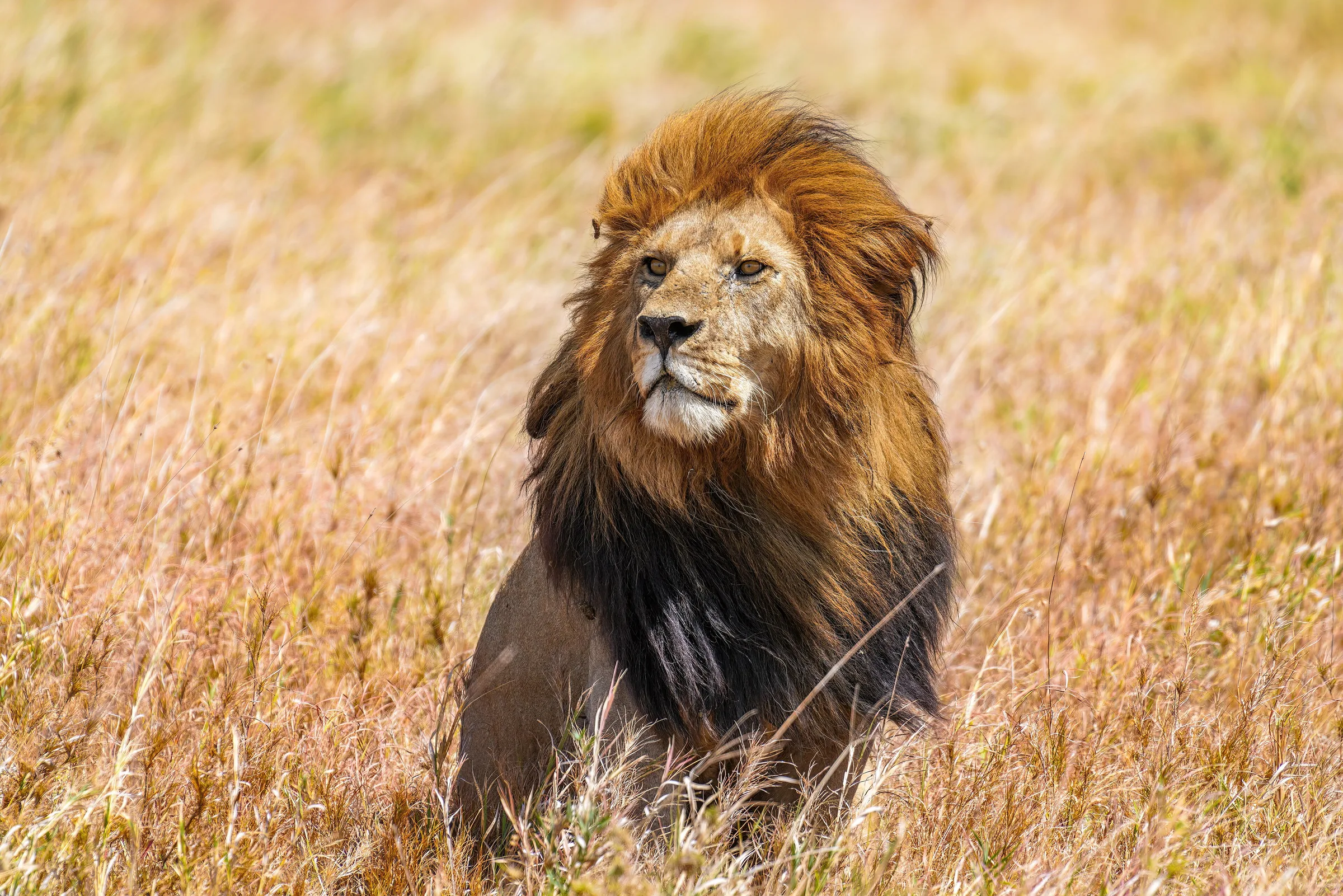 Big Five Safari