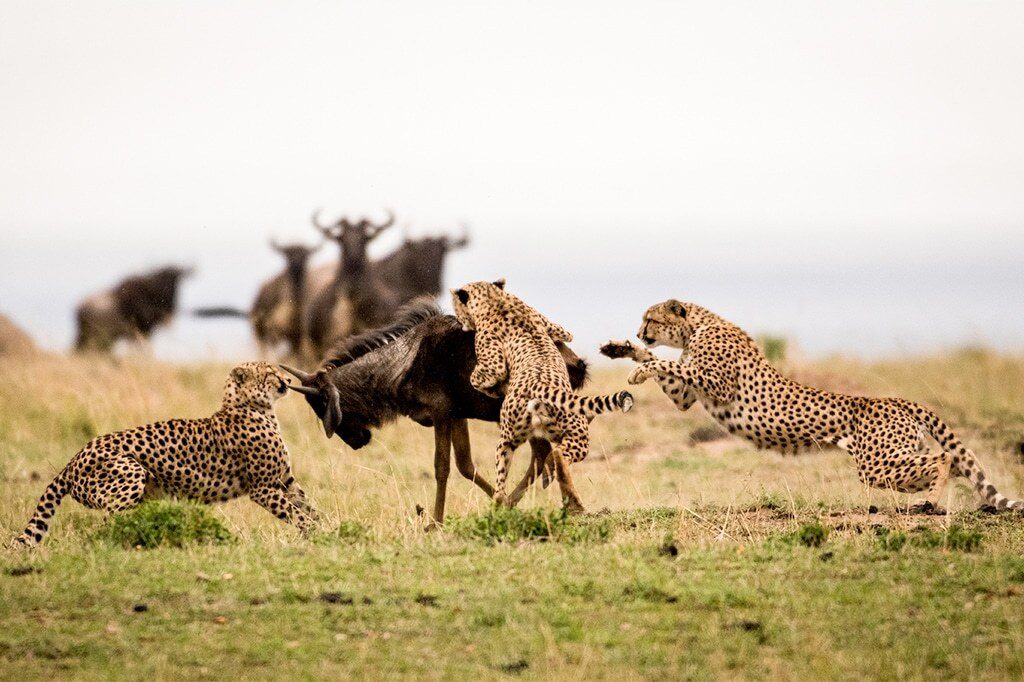 Cheetahs hunting on the open plains