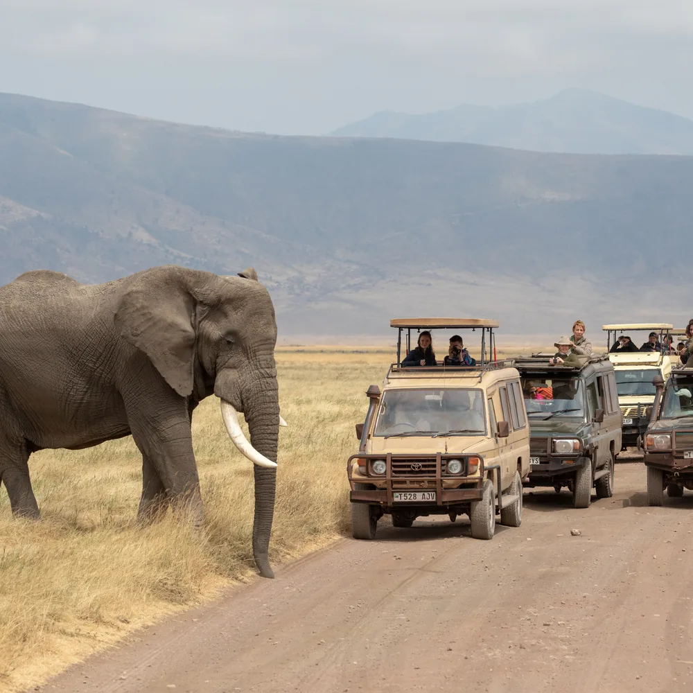 An elephant crosses the track in Ngorongoro Crater as open-roof safari vehicles wait