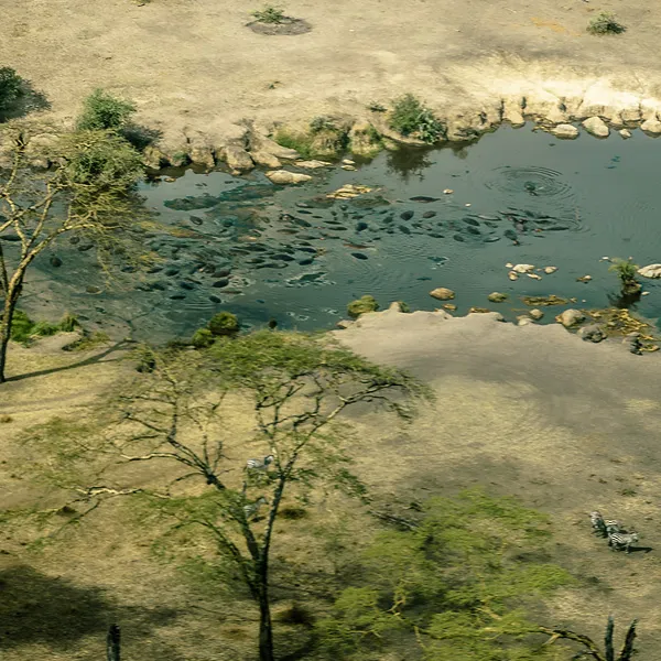 Aerial view of a hippo pool in the central Serengeti, one of the day trips from camp