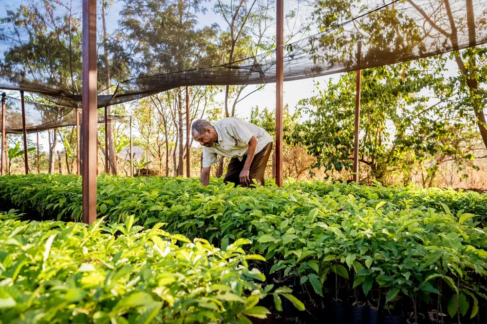 Coffee seedlings growing under shade netting at Bashay Rift Lodge