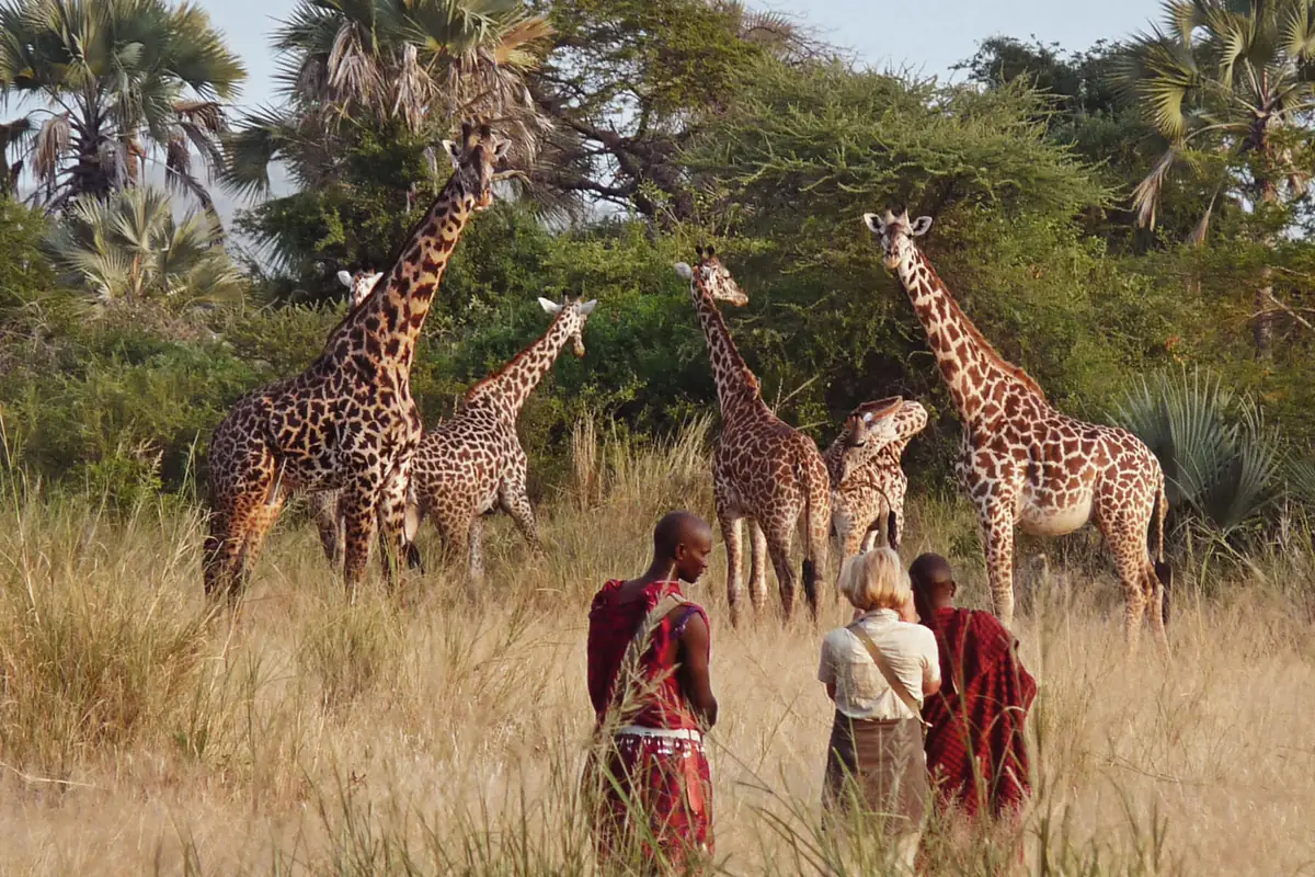 A guest walking with two Maasai guides among giraffes at Chem Chem Lodge