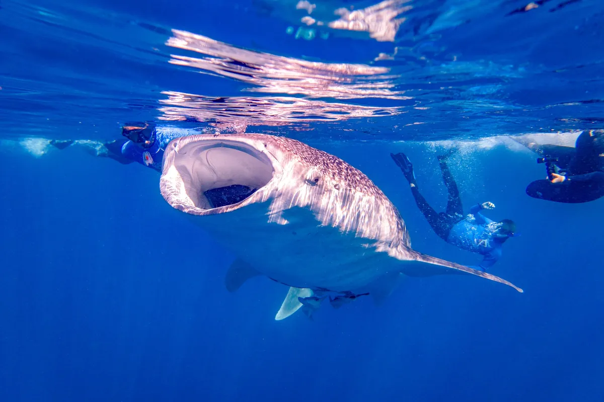 Snorkellers swimming alongside a feeding whale shark off Mafia Island