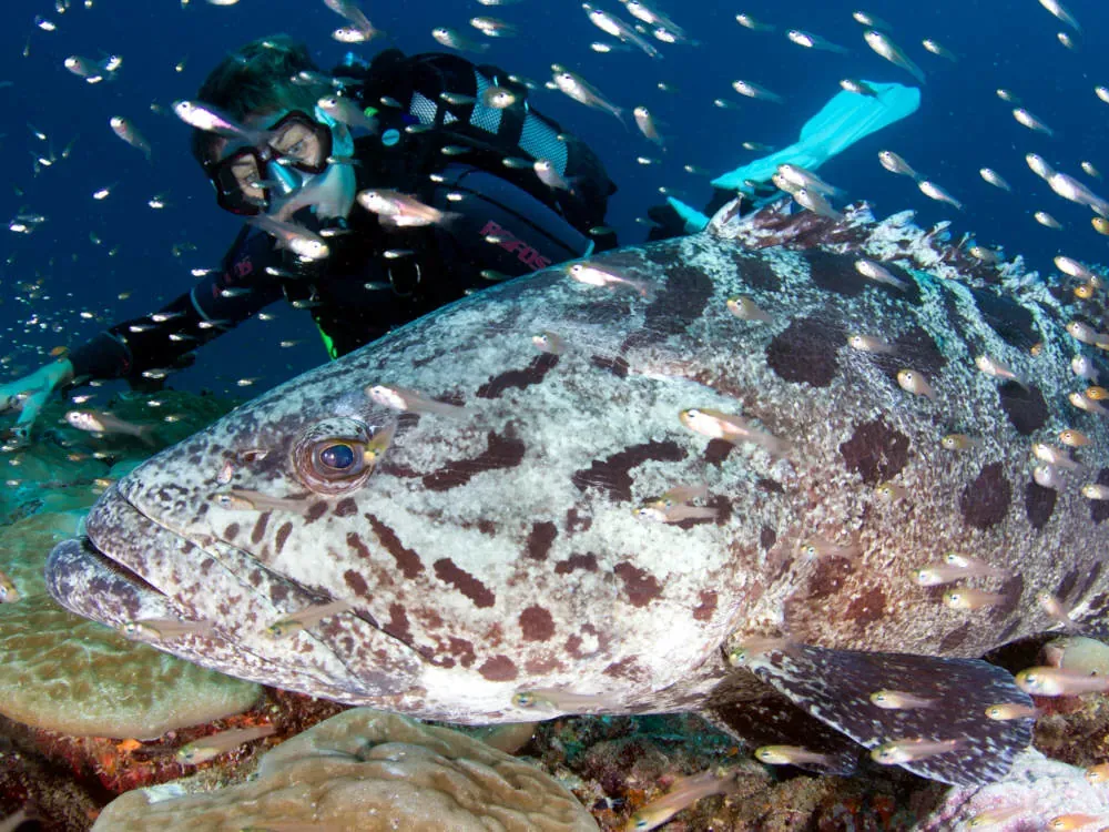 Scuba diver beside a large potato grouper on a coral reef in Mafia Island Marine Park