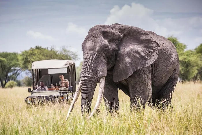 Big tusker elephant walking past an open safari vehicle near Little Chem Chem