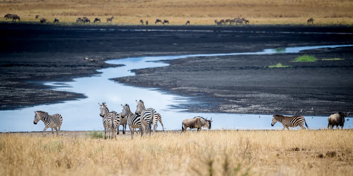 Zebra and wildebeest along a sandy river bed in Tarangire