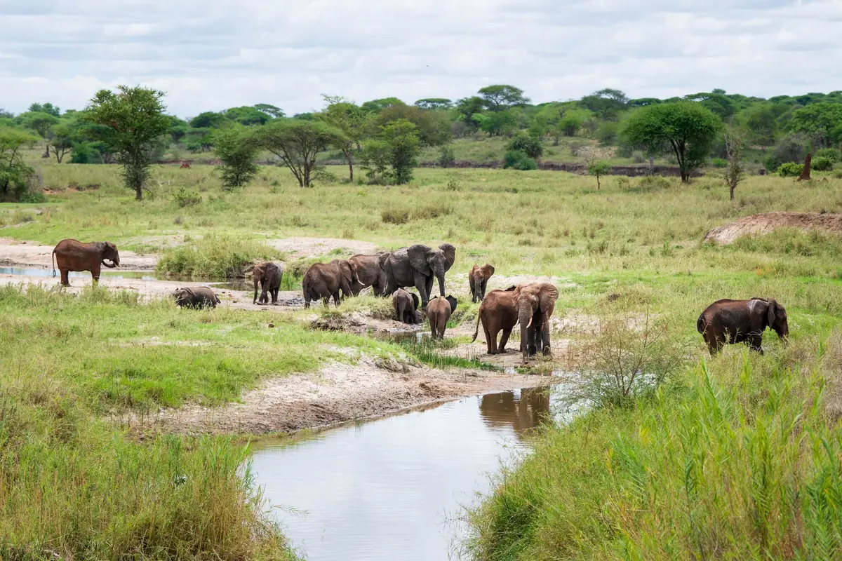 Herd of elephants drinking at a stream in the green Tarangire bush