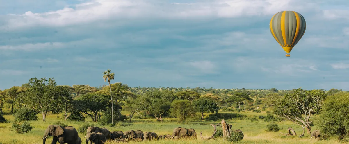 Hot air balloon drifting above elephants and baobabs in Tarangire