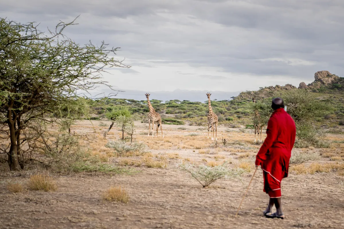 A Maasai warrior guide on foot watching giraffes on the plains near Olduvai Ndogo
