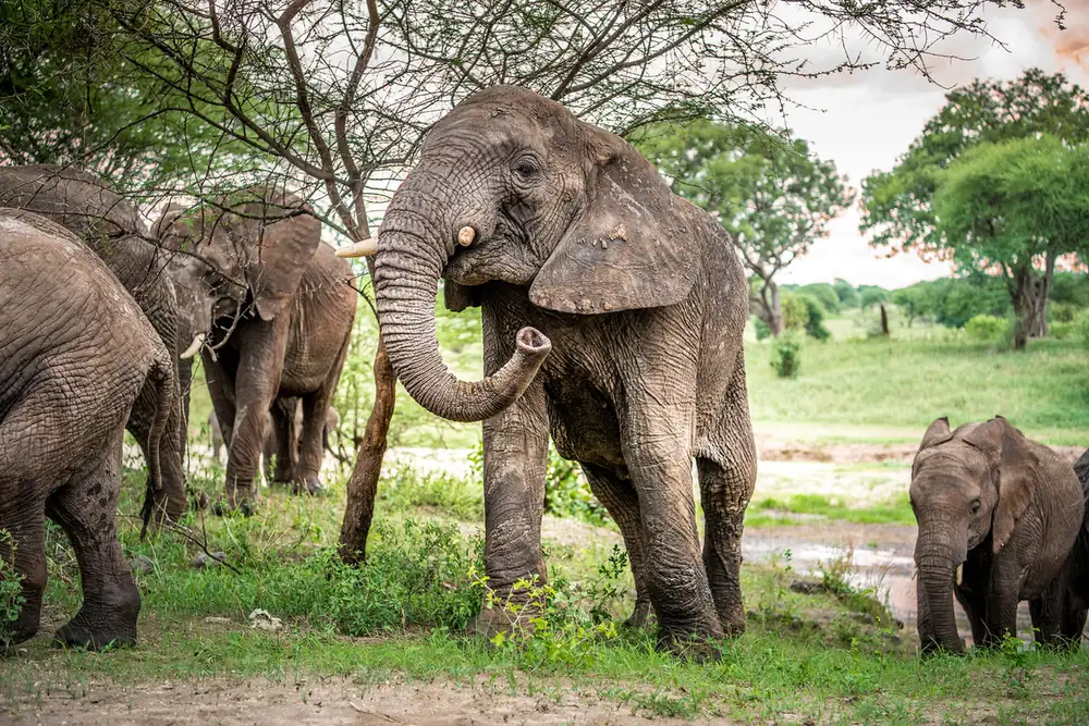 An elephant family with a calf beside water in Tarangire