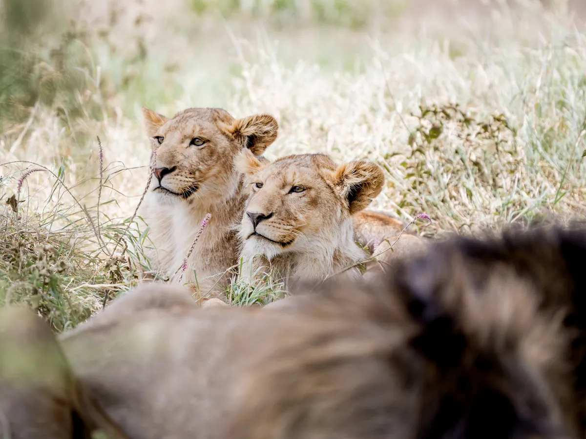 Two lionesses resting in long grass in the central Serengeti