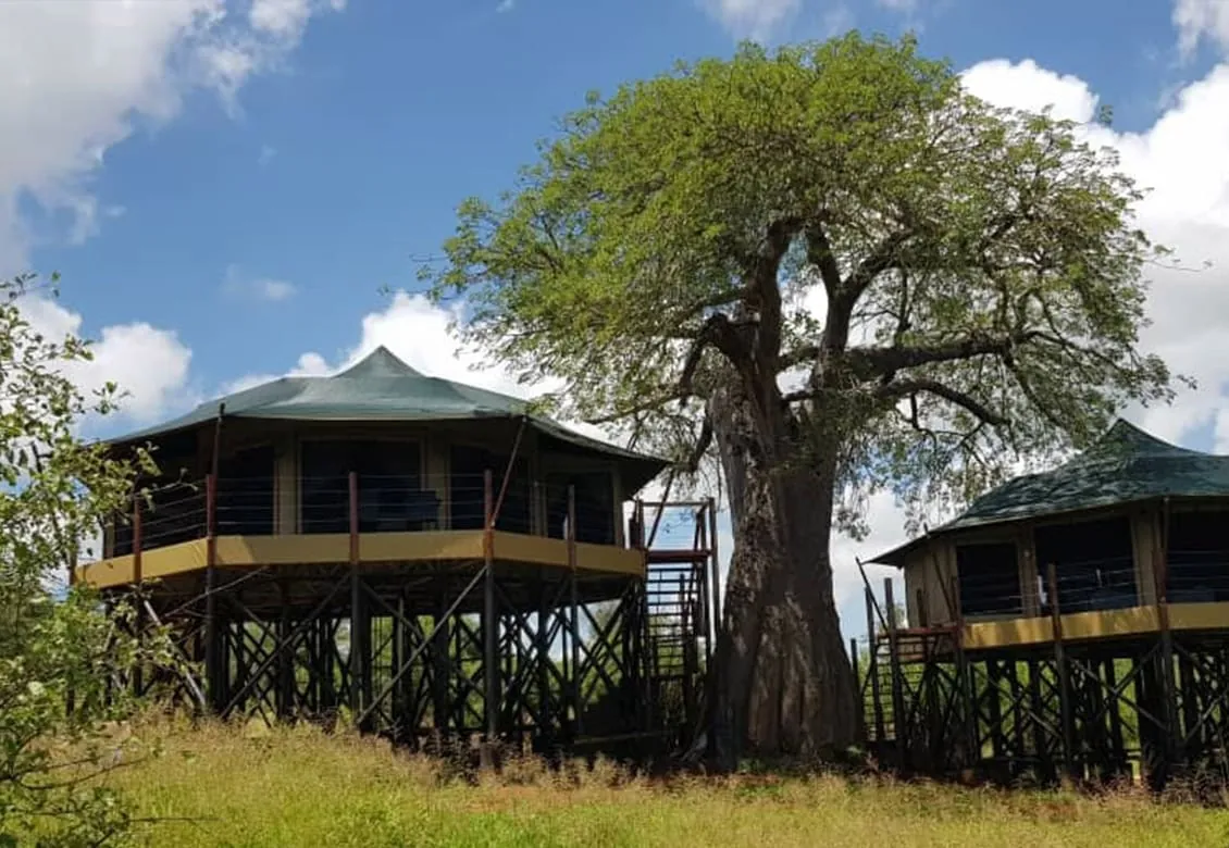 A great baobab rising between two stilted tents at Tarangire Kuro Treetops Lodge